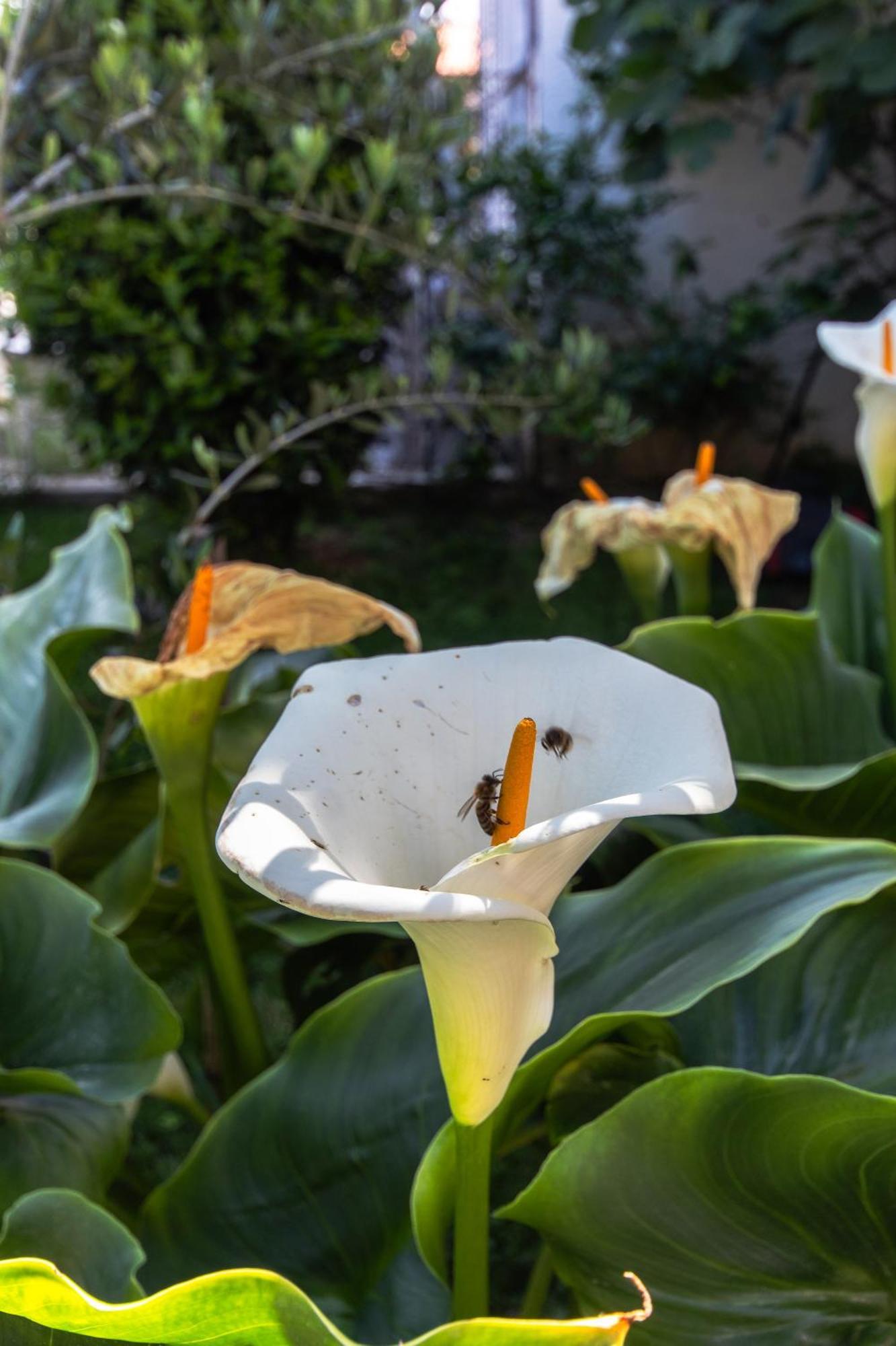 Apartmán Marjan Hill 3-br Apt,5 Guests Private Garden Near Split